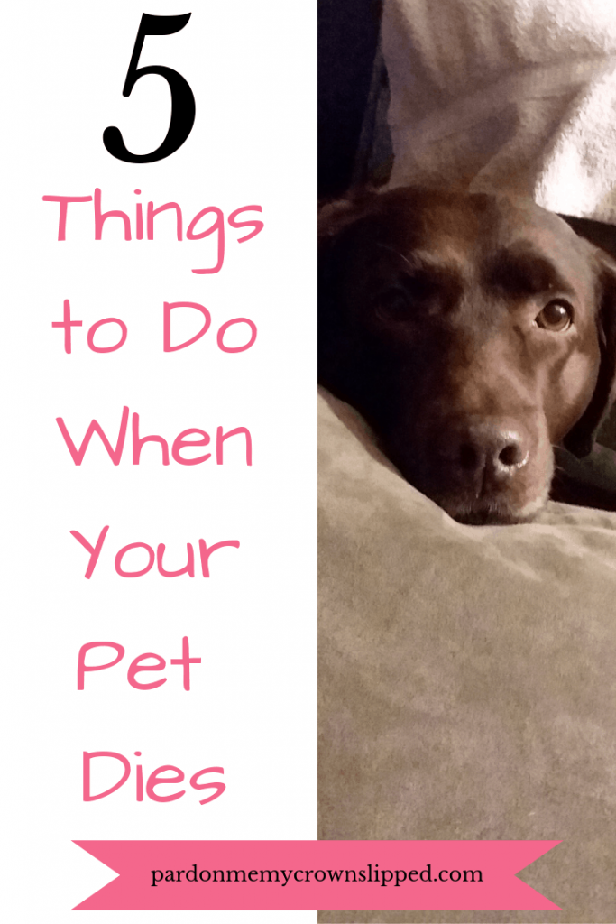 5 Things to Do When Your Pet Dies â¢ Pardon Me, My Crown ...