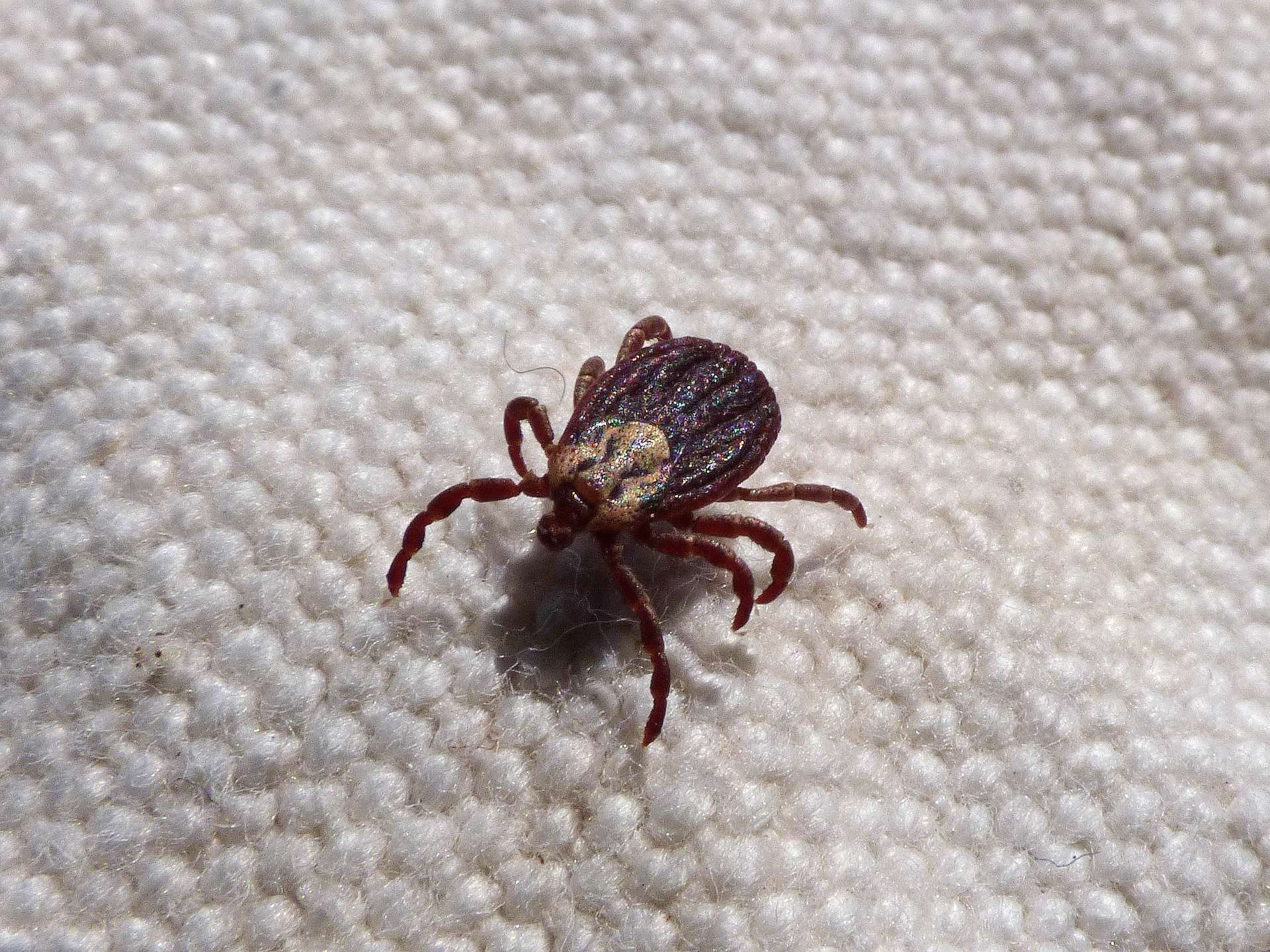 7 Illnesses That Ticks Can Cause That Isn
