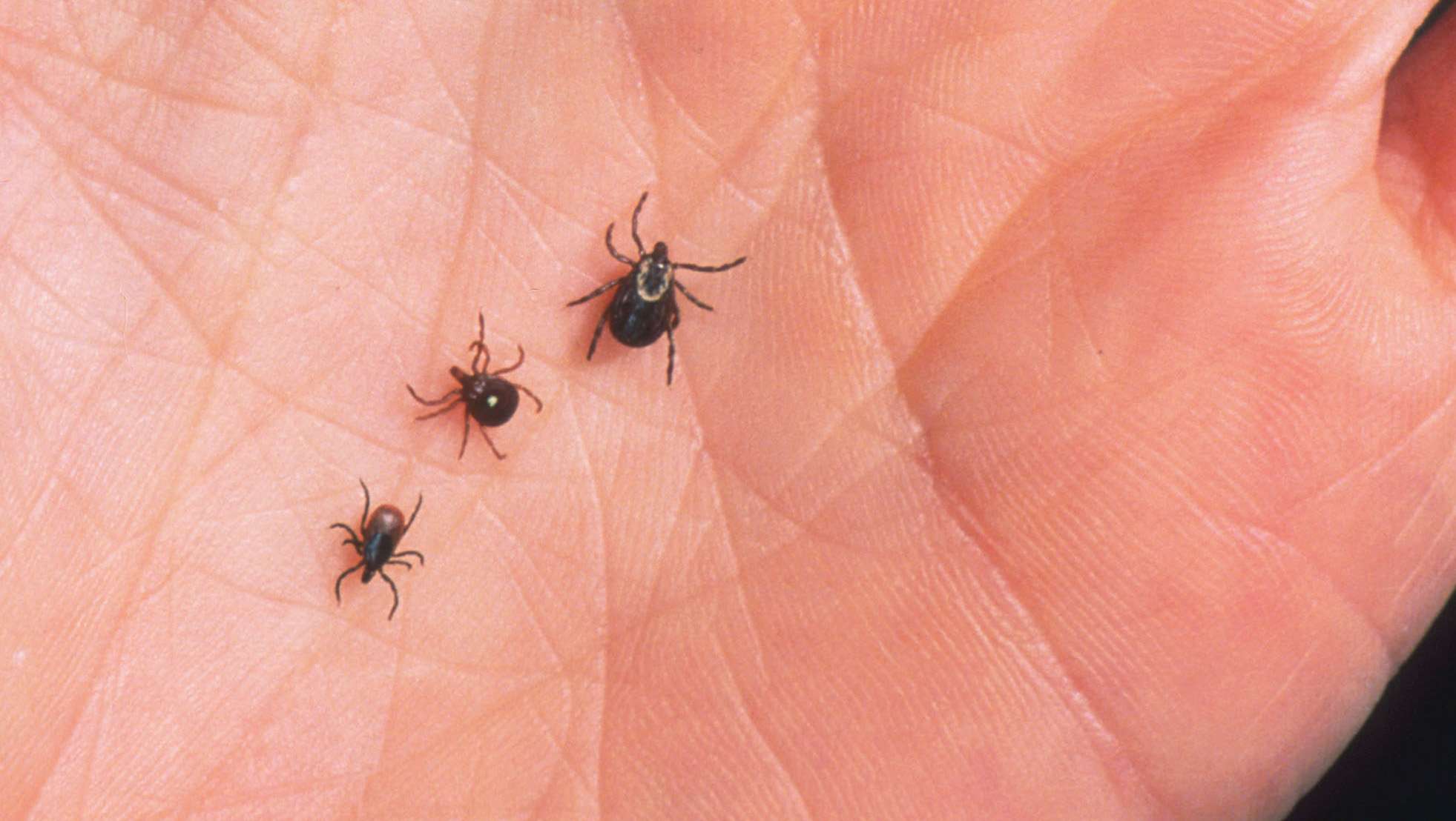A tick bite can make you allergic to red meat