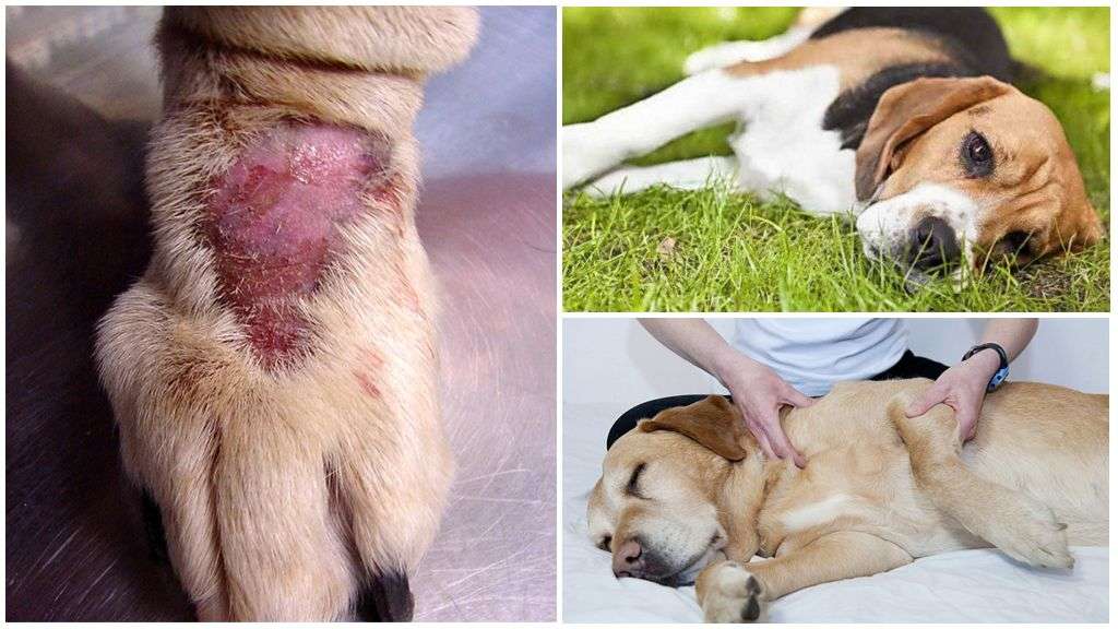 Borreliosis in dogs: symptoms and treatment