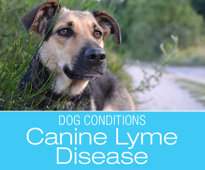 Canine Lyme Disease: Lab Results vs. Infection