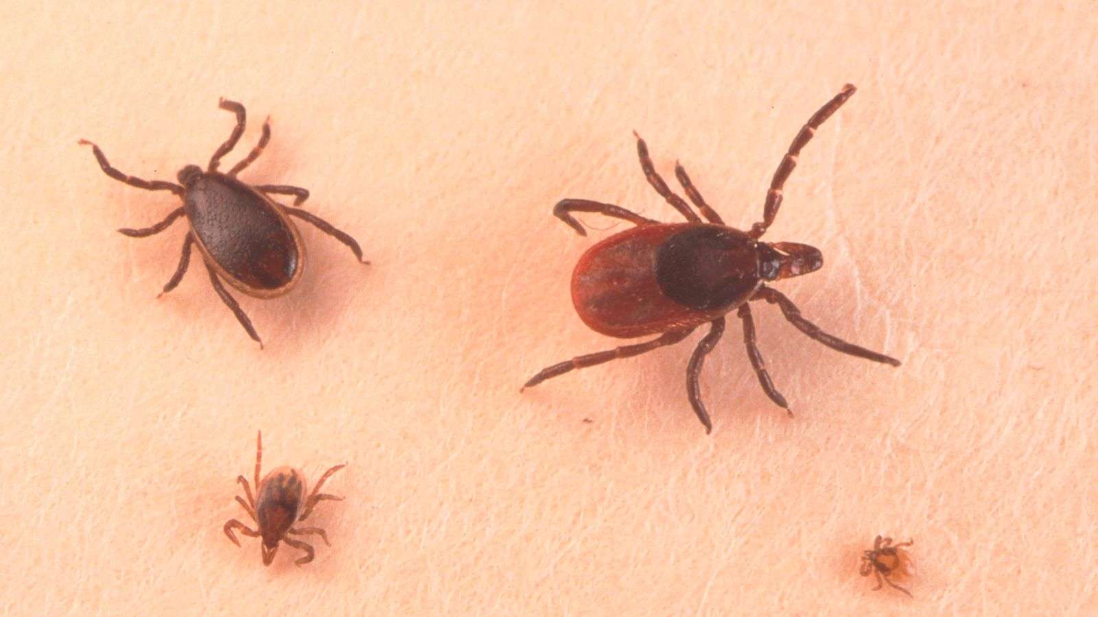 Cases of debilitating Lyme disease could be going ...