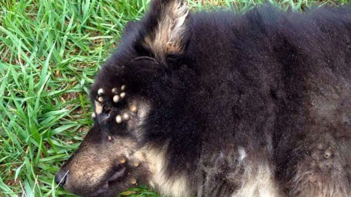 Check pets for ticks: Manitoba dog dies from hundreds of ...
