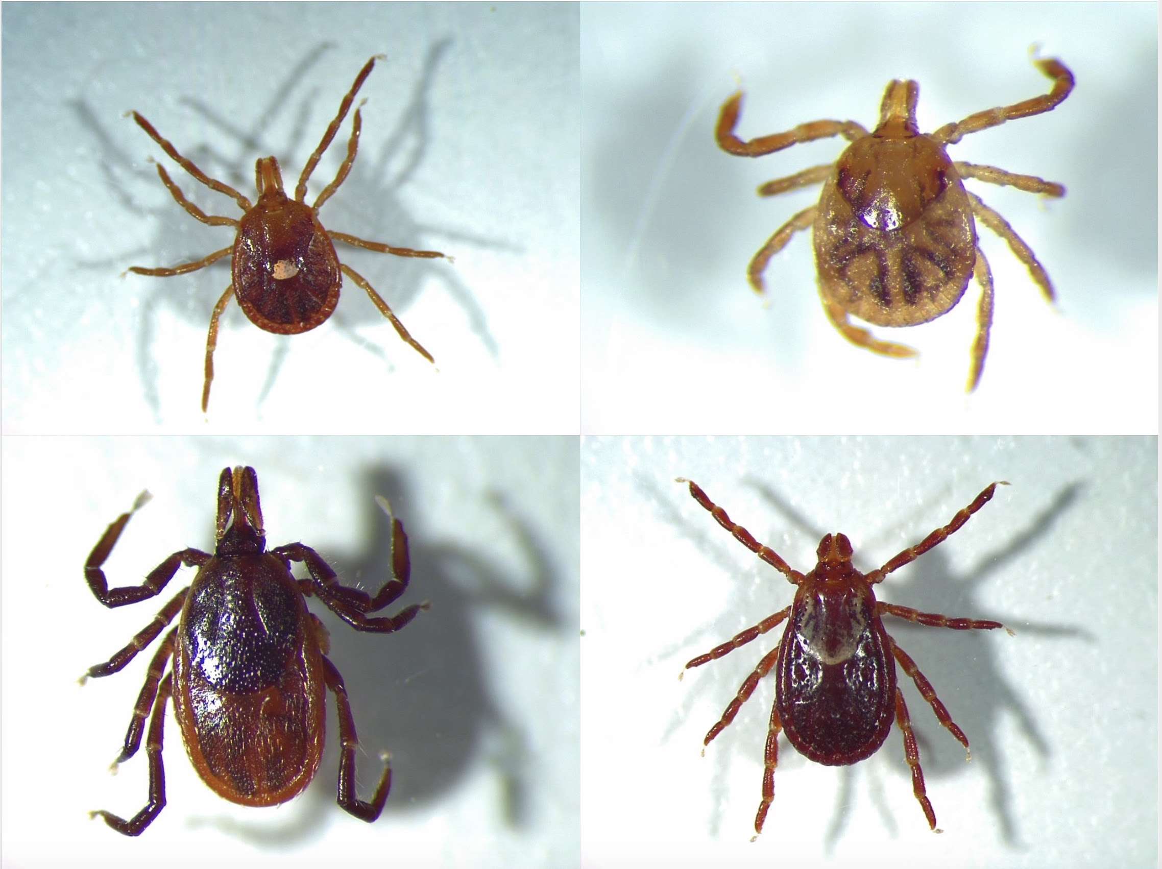 Do Ticks In Florida Carry Lyme Disease