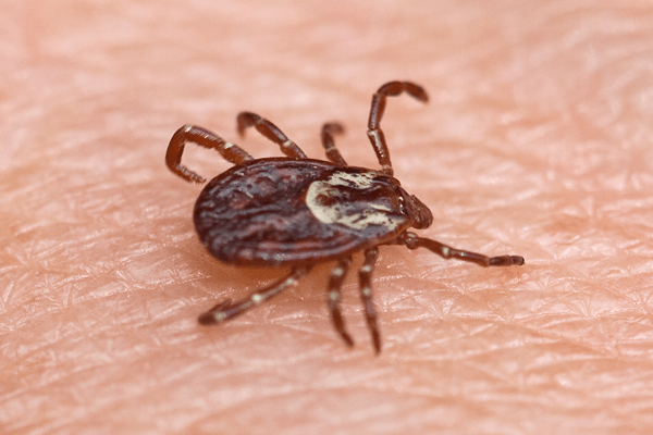 Do Ticks In Florida Carry Lyme Disease