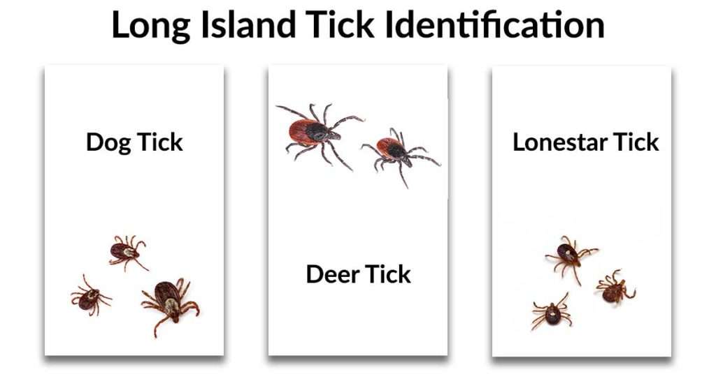 Handy Guide to Ticks on Long Island