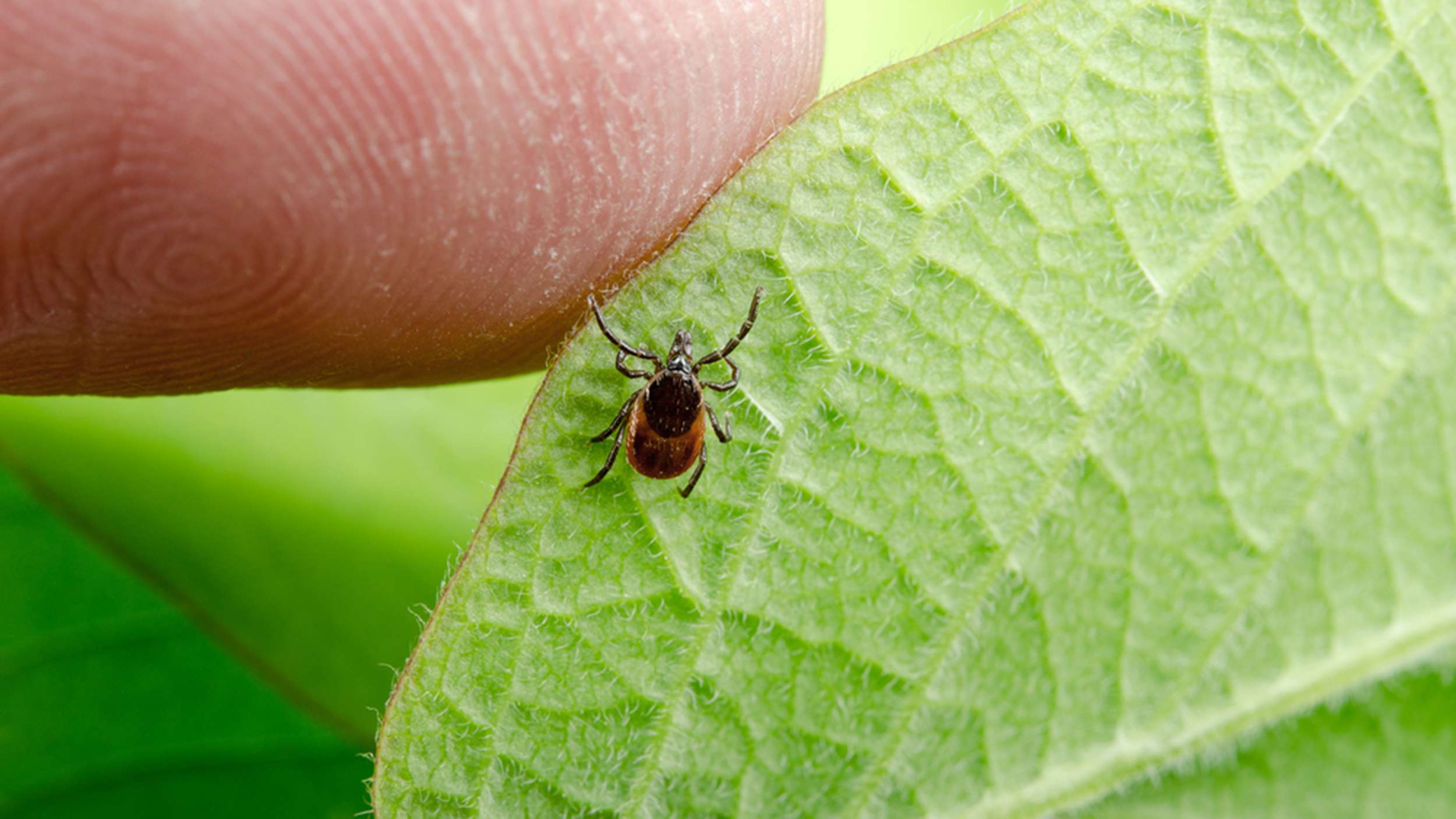How do I know if I have Lyme disease? The one telltale ...