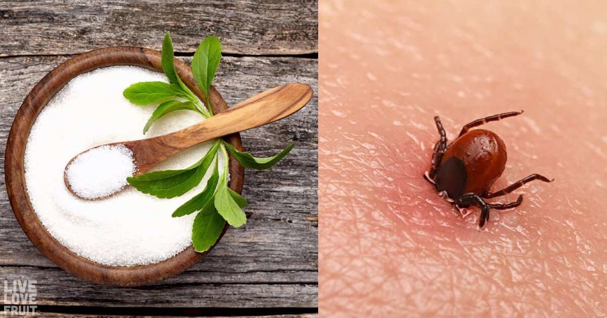 How Stevia and Other Herbs Kill Lyme Disease More ...