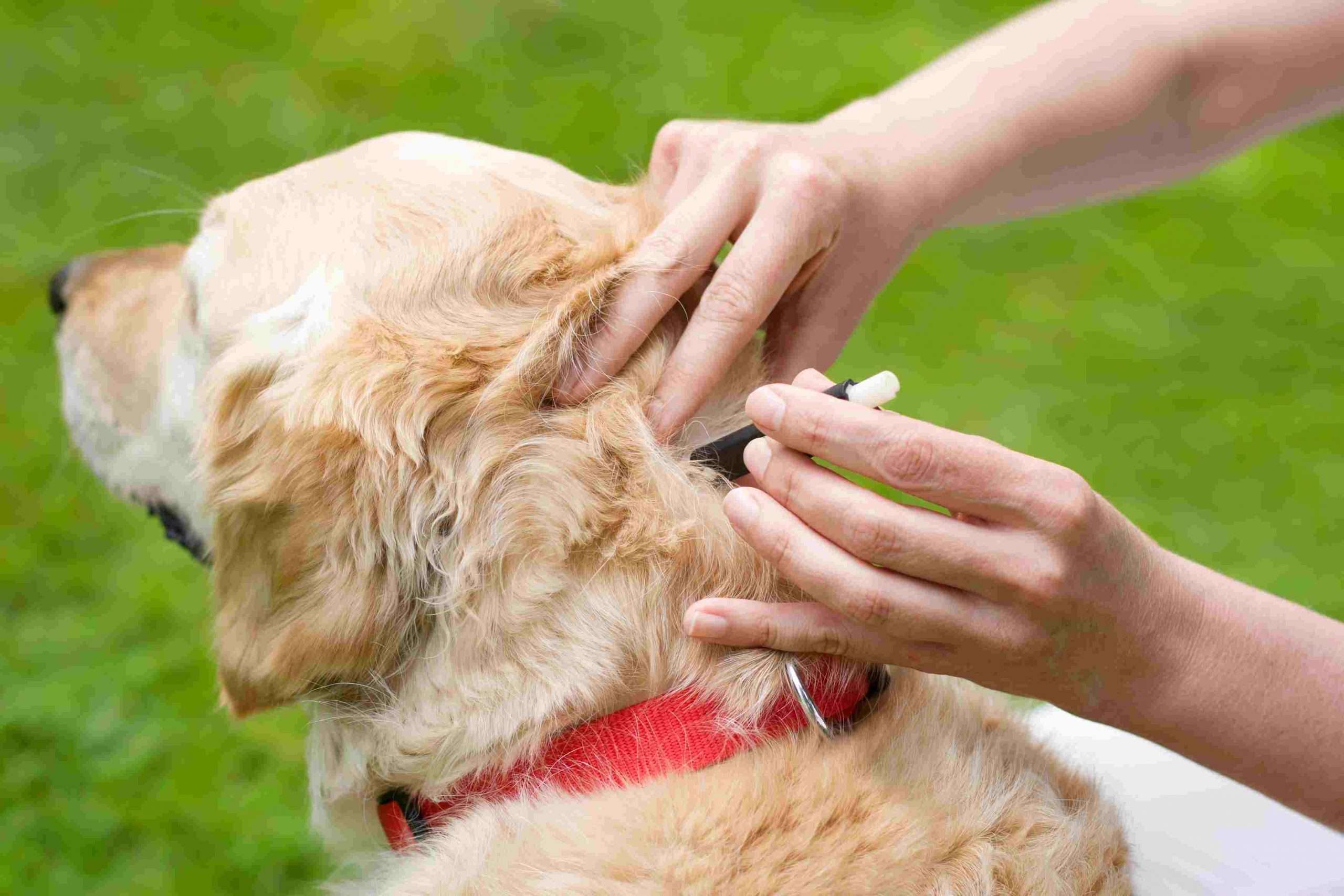 How to Treat Lyme Disease in Dogs