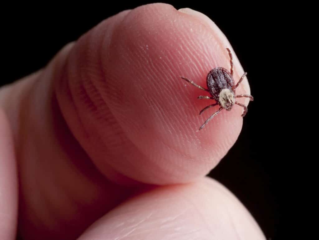 If Left Untreated, Lyme Disease Could Prove Fatal