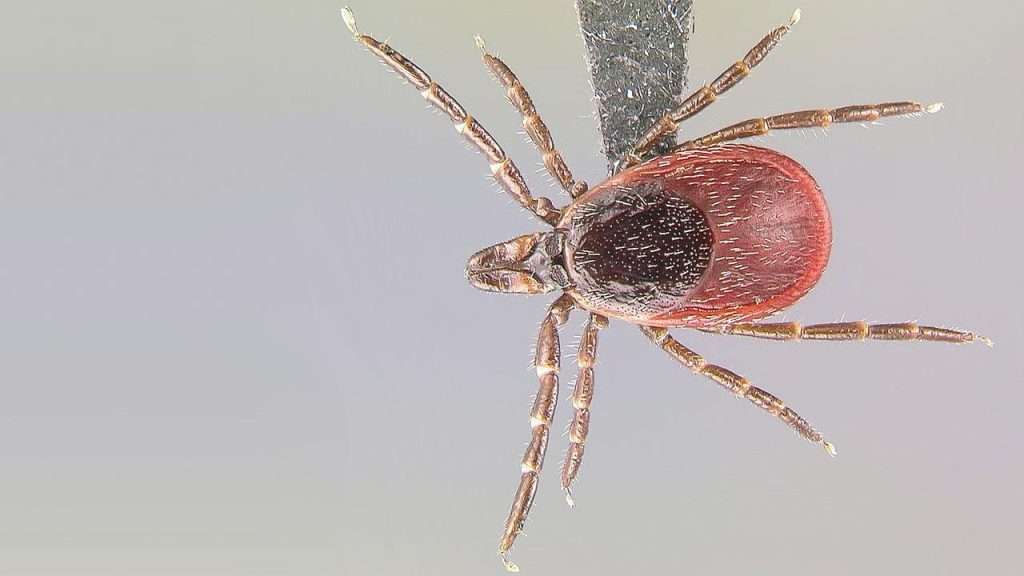 Lyme Disease: Bioweapon created on PLUM ISLAND, Long ...