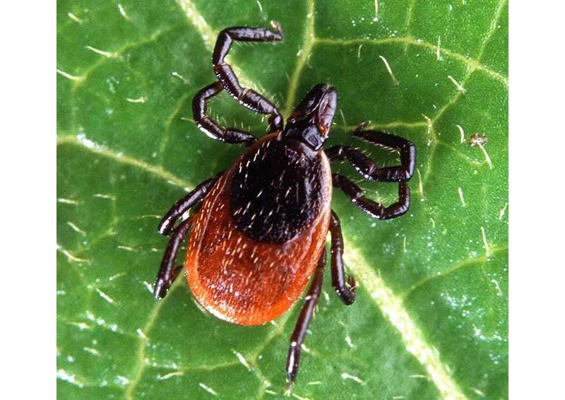 Lyme disease breakthrough at mayo clinic ...