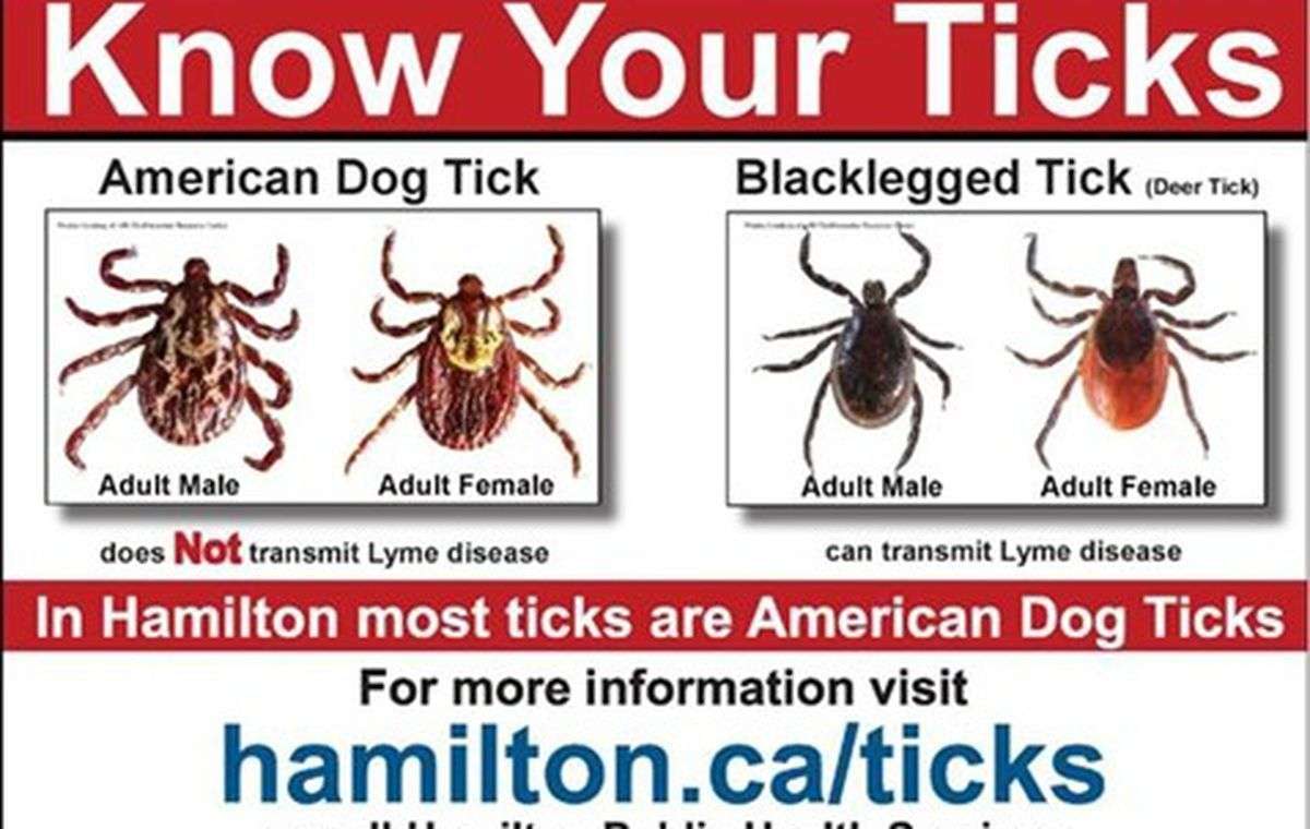 Lyme disease carrying ticks have made a home in Hamilton ...