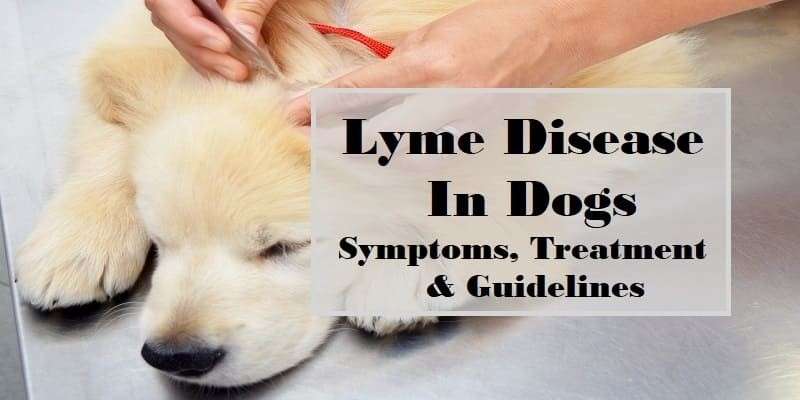 Lyme Disease in Dogs: Symptoms, Testing, Treatment, and ...