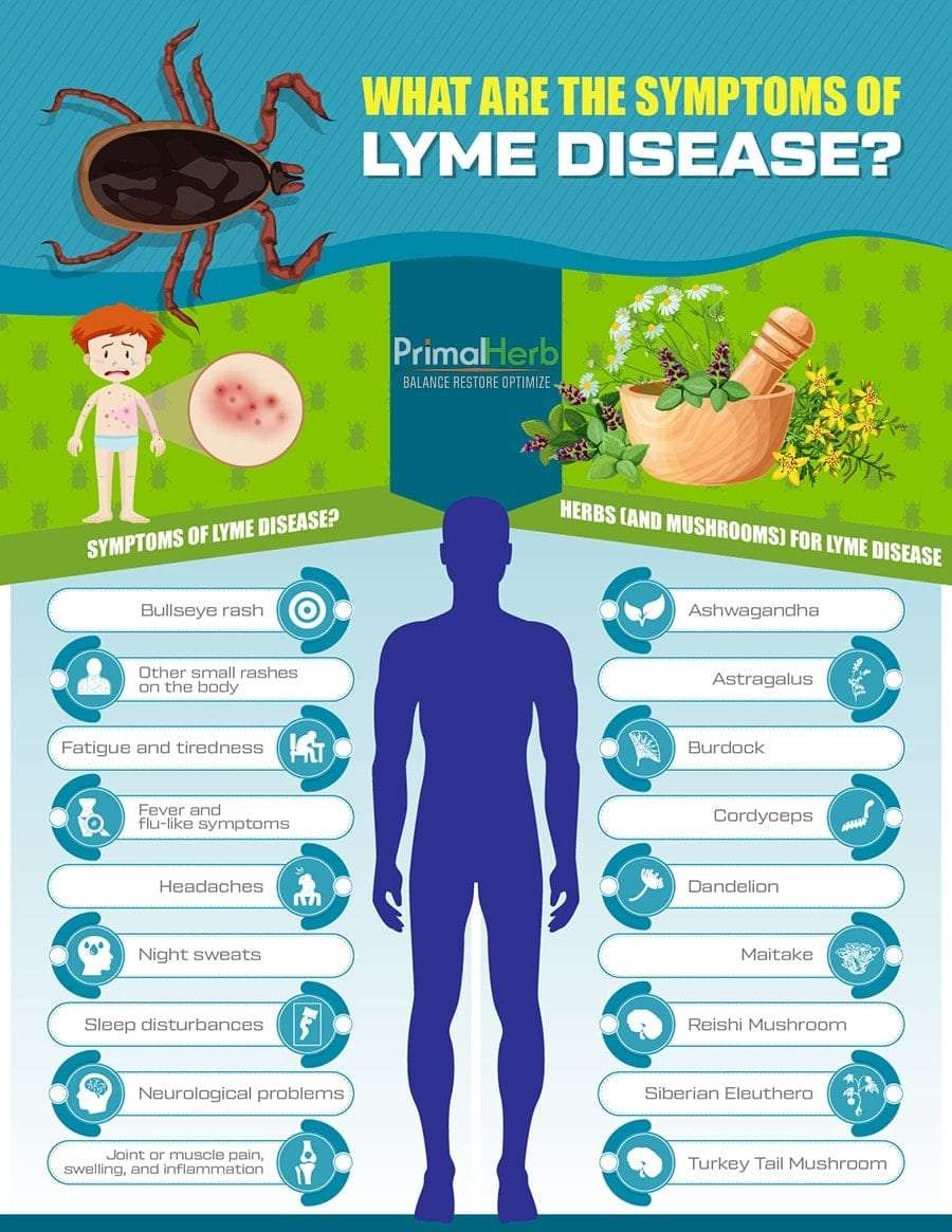 Lyme Disease Natural Effective Treatment &  Prevention ...