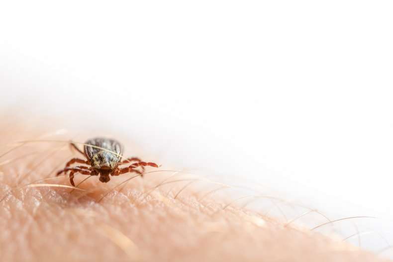 Lyme Disease: New York Health Official Warns of Potential ...