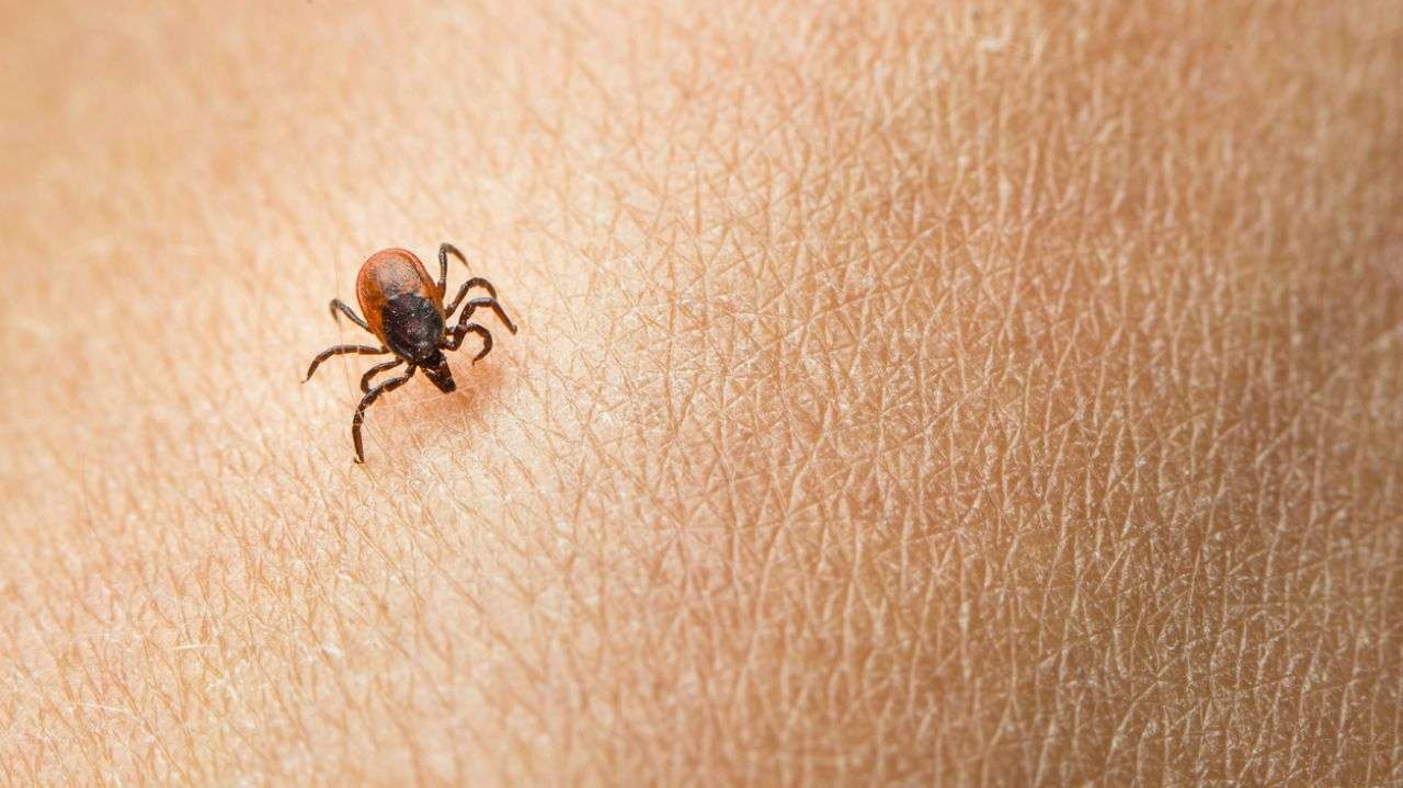 Lyme disease spreading, federal intervention needed for ...