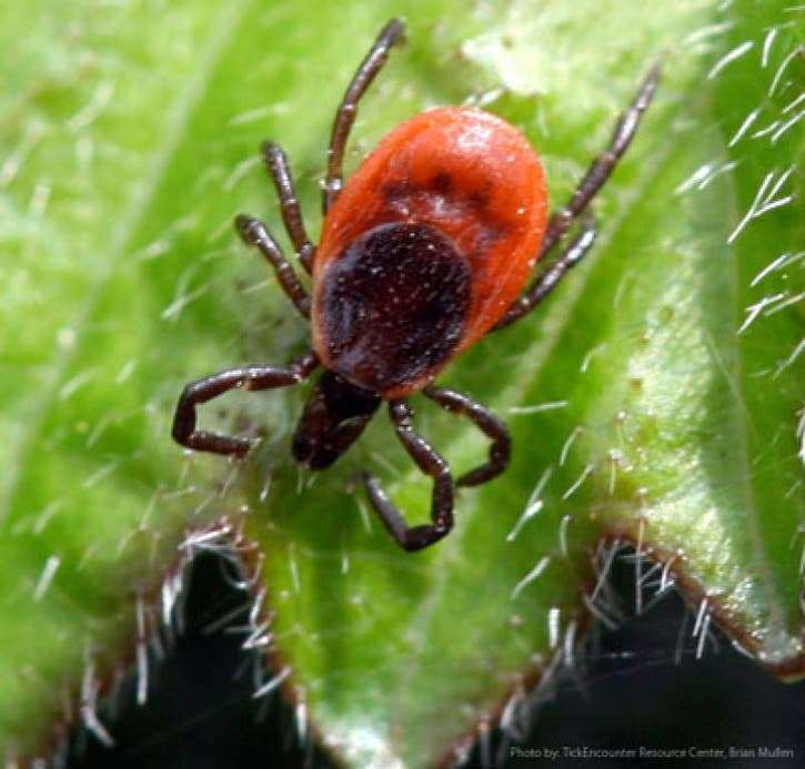Lyme Disease: What to Do if You Find a Tick