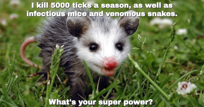 Opossums Kill Ticks, Help Stop The Spread Of Lyme Disease ...