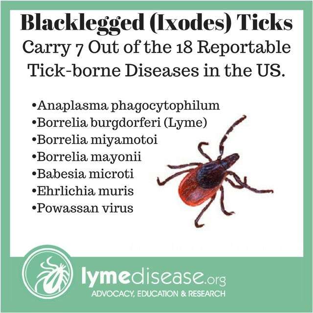 Pin on Lyme Disease