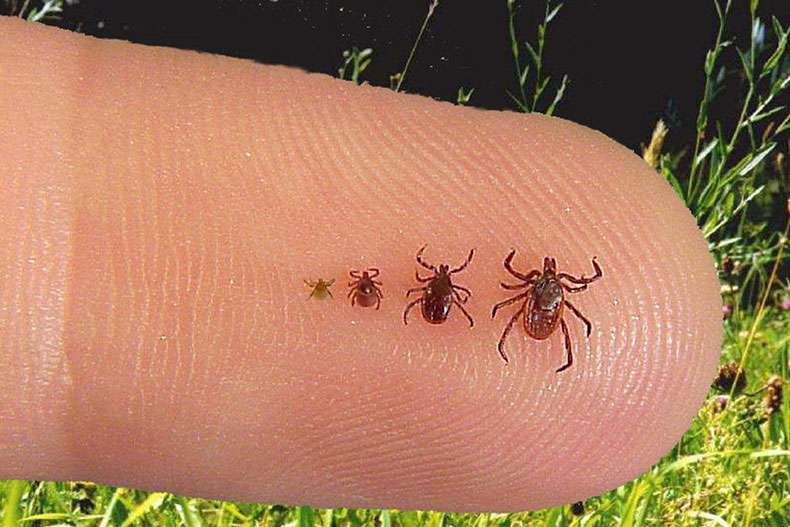 Recover from Lyme disease