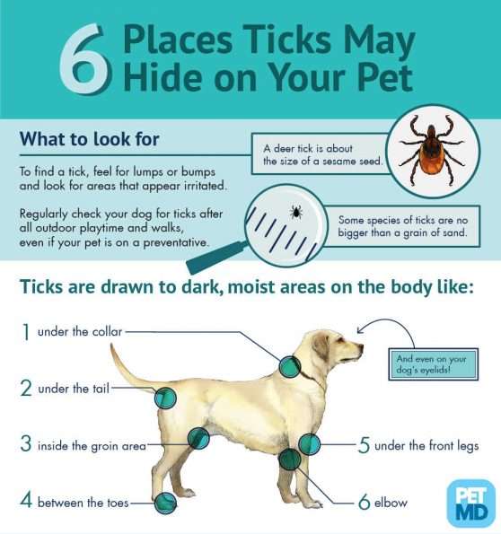 Signs and Symptoms of Lyme Disease in Dogs