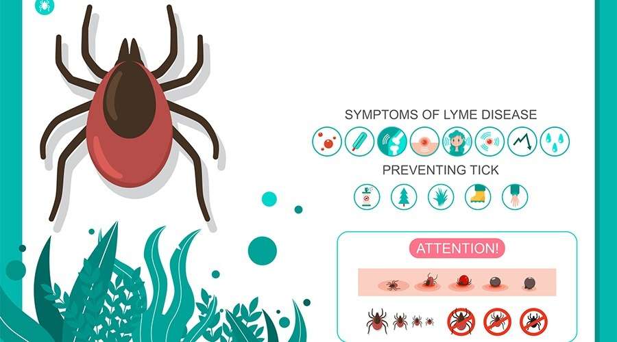 Signs and Symptoms of Untreated Lyme Disease