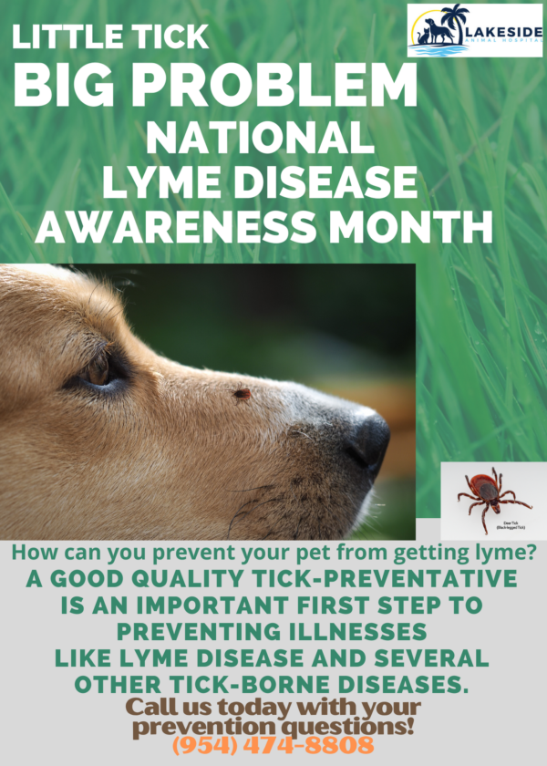 Small Tick BIG PROBLEM: Lyme Disease Awareness Month ...
