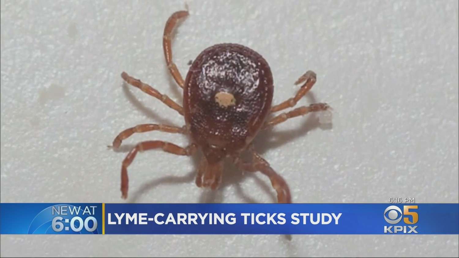 Study Warns Of High Numbers Of Lyme Disease
