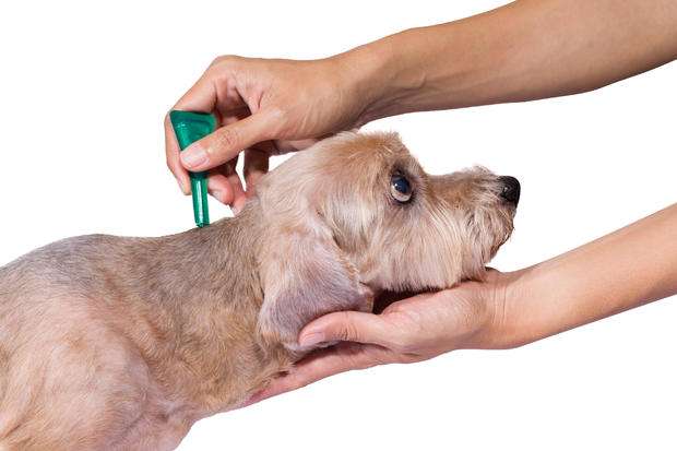 Tick Fever Symptoms In Dogs