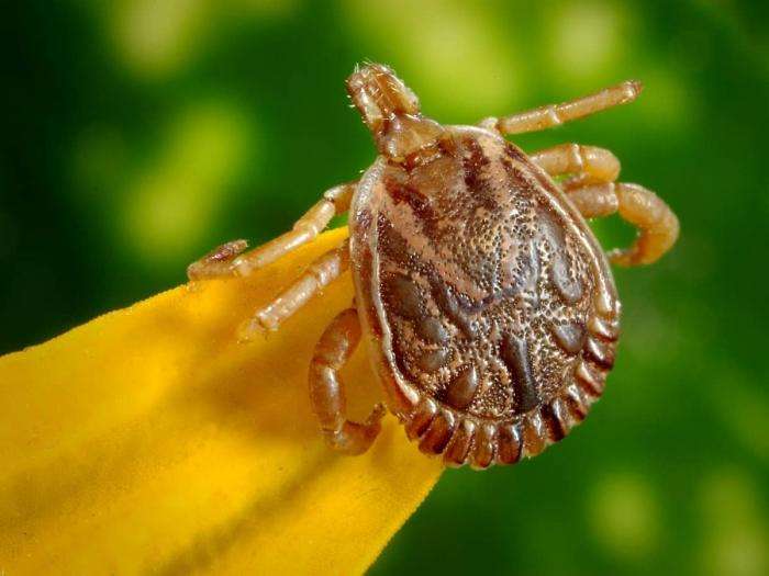 Tick Related Illness On the Rise In North Carolina, 5 Ways ...