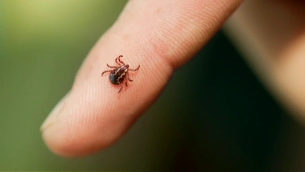 Tick Season Is Here, How To Prevent Lyme Disease