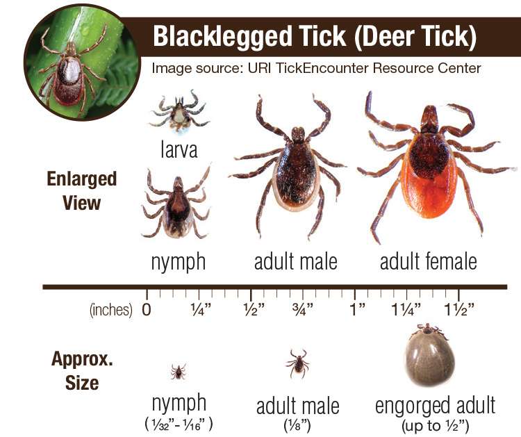 Ticks &  Lyme Disease