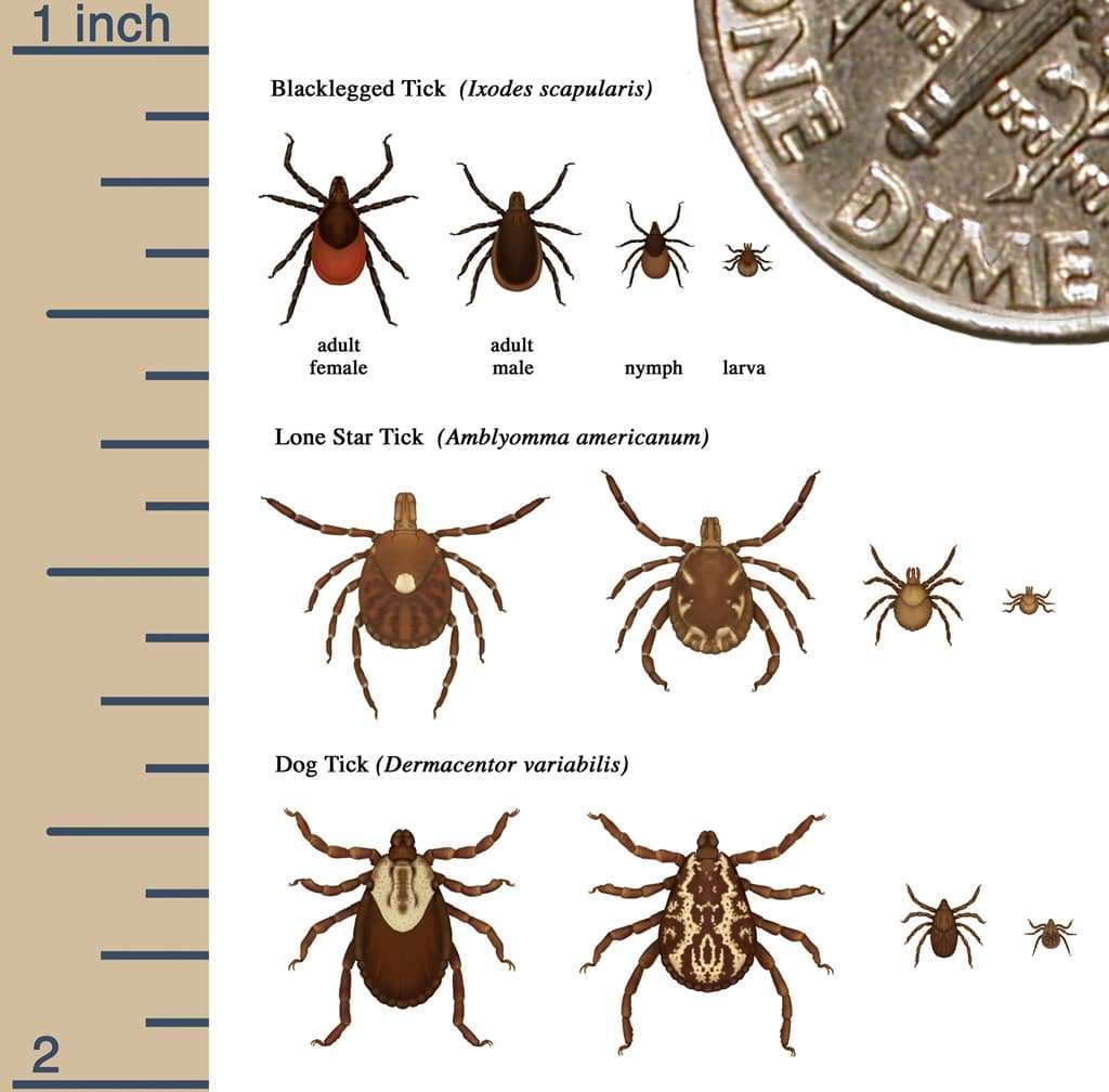 What Ticks Carry Lyme Disease?