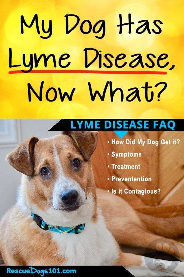 What You Need to Know About Lyme Disease and Your Dog ...