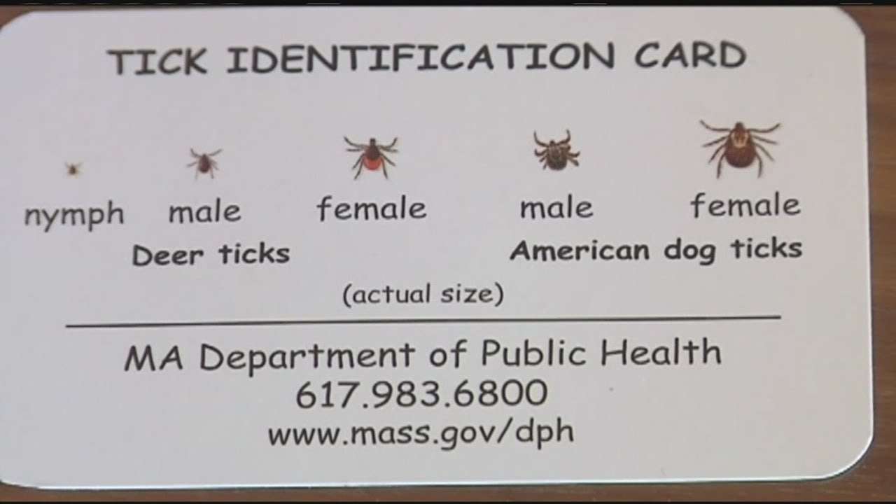 10 Mass. towns offer free Lyme disease tests for ticks ...