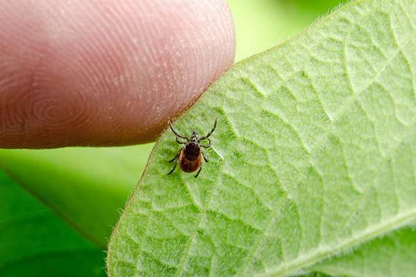 7 Ways to Prevent Ticks and Lyme Disease