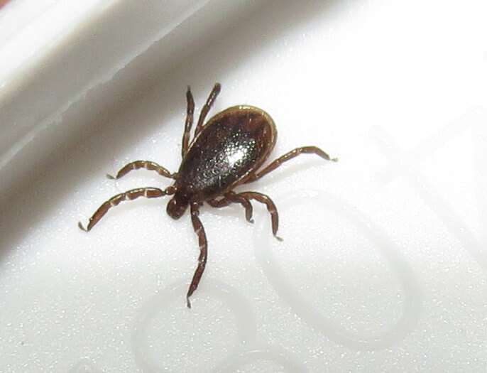 A Lyme Disease Vaccine Is Close, But Prevention Is Still ...
