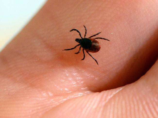Australian Lyme disease sufferers turn to crowd