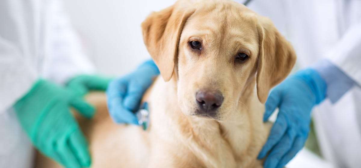Can Dogs Live with Lyme Disease?