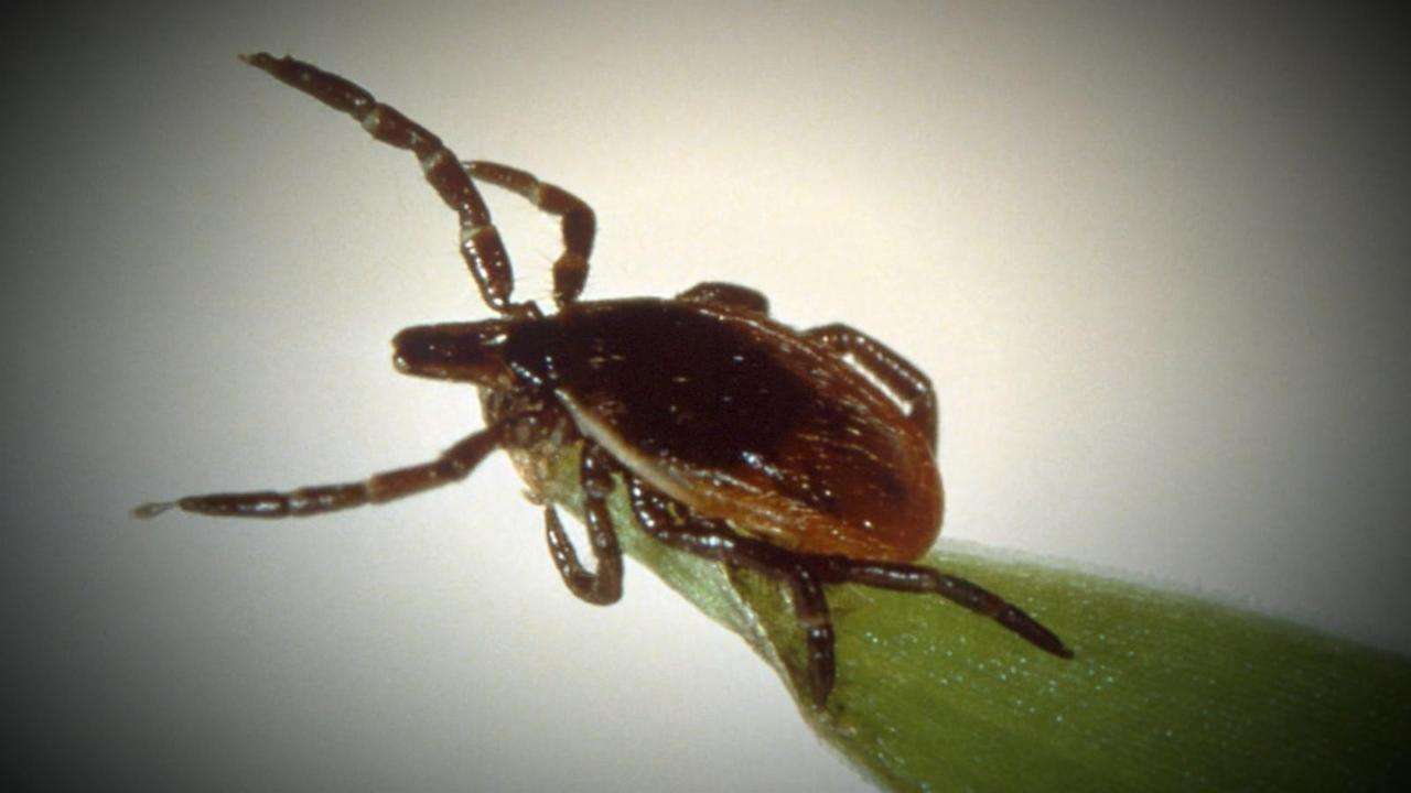 CDC advises you may need multiple Lyme disease tests after ...