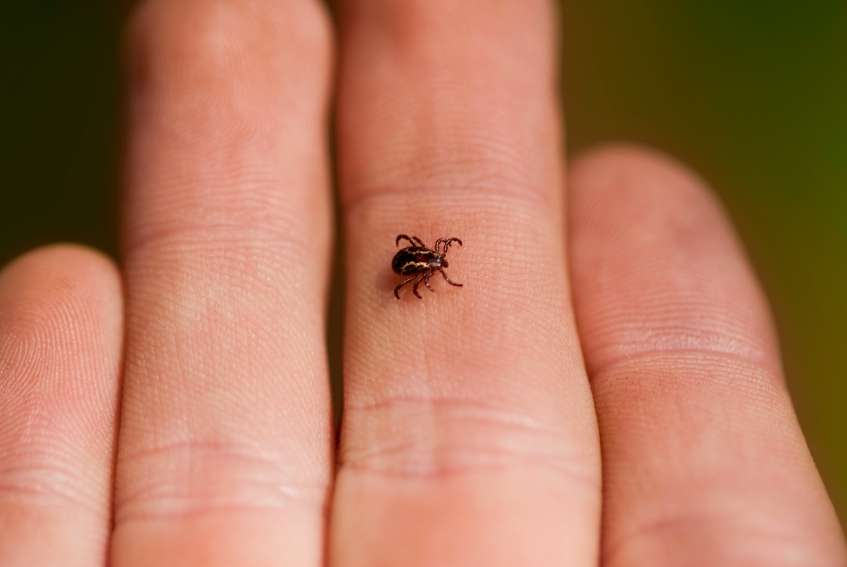 Fight the bite: Lyme disease and other tickborne diseases ...