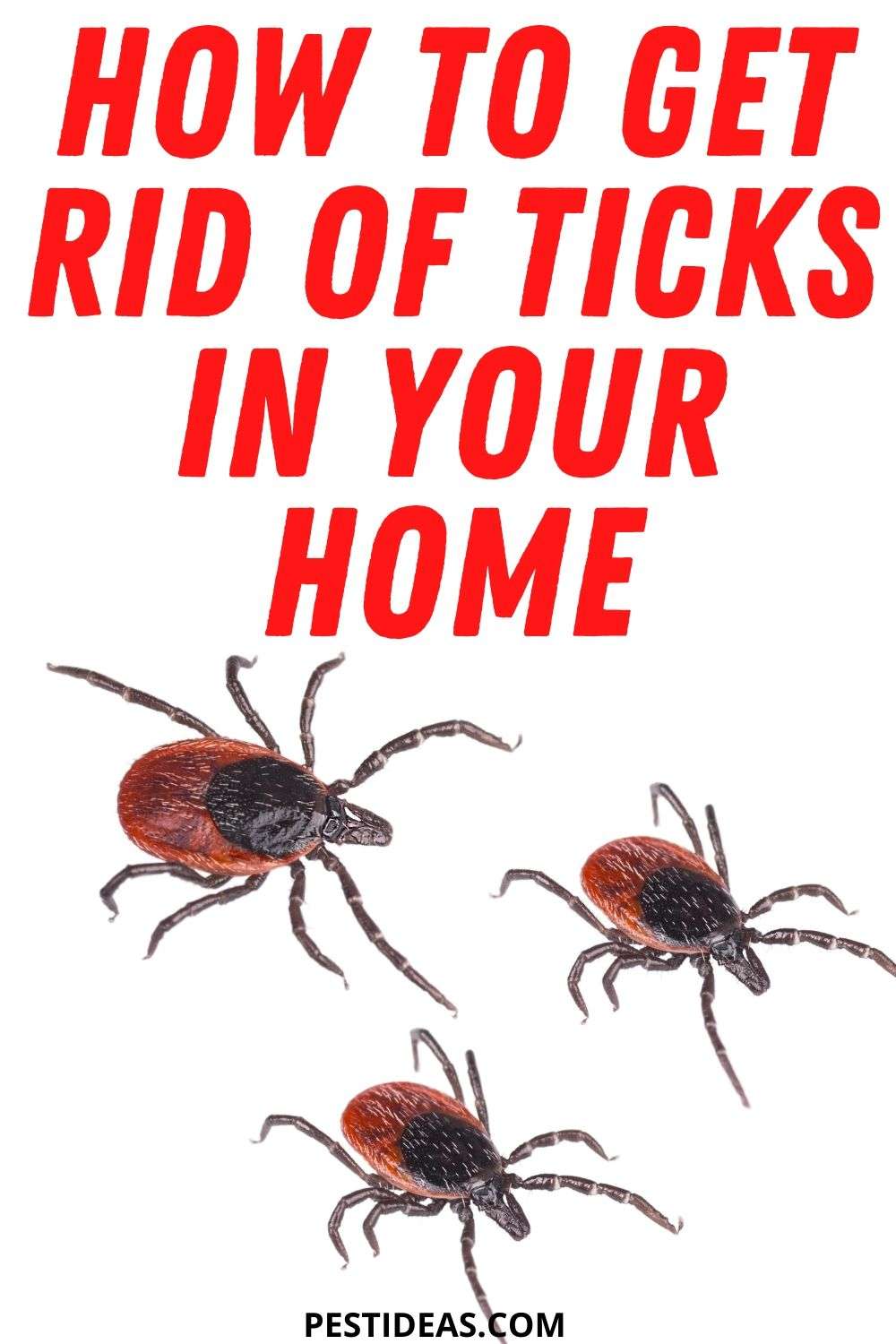 Get Rid of Ticks in Your Home