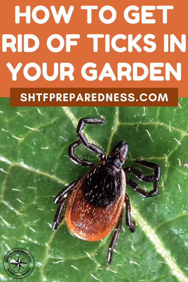 How To Get Rid Of Ticks In Your Garden