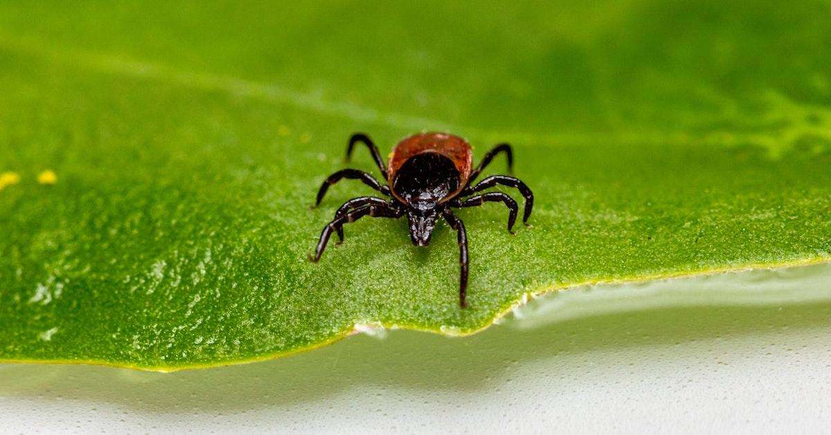 How to Get Rid of Ticks Naturally