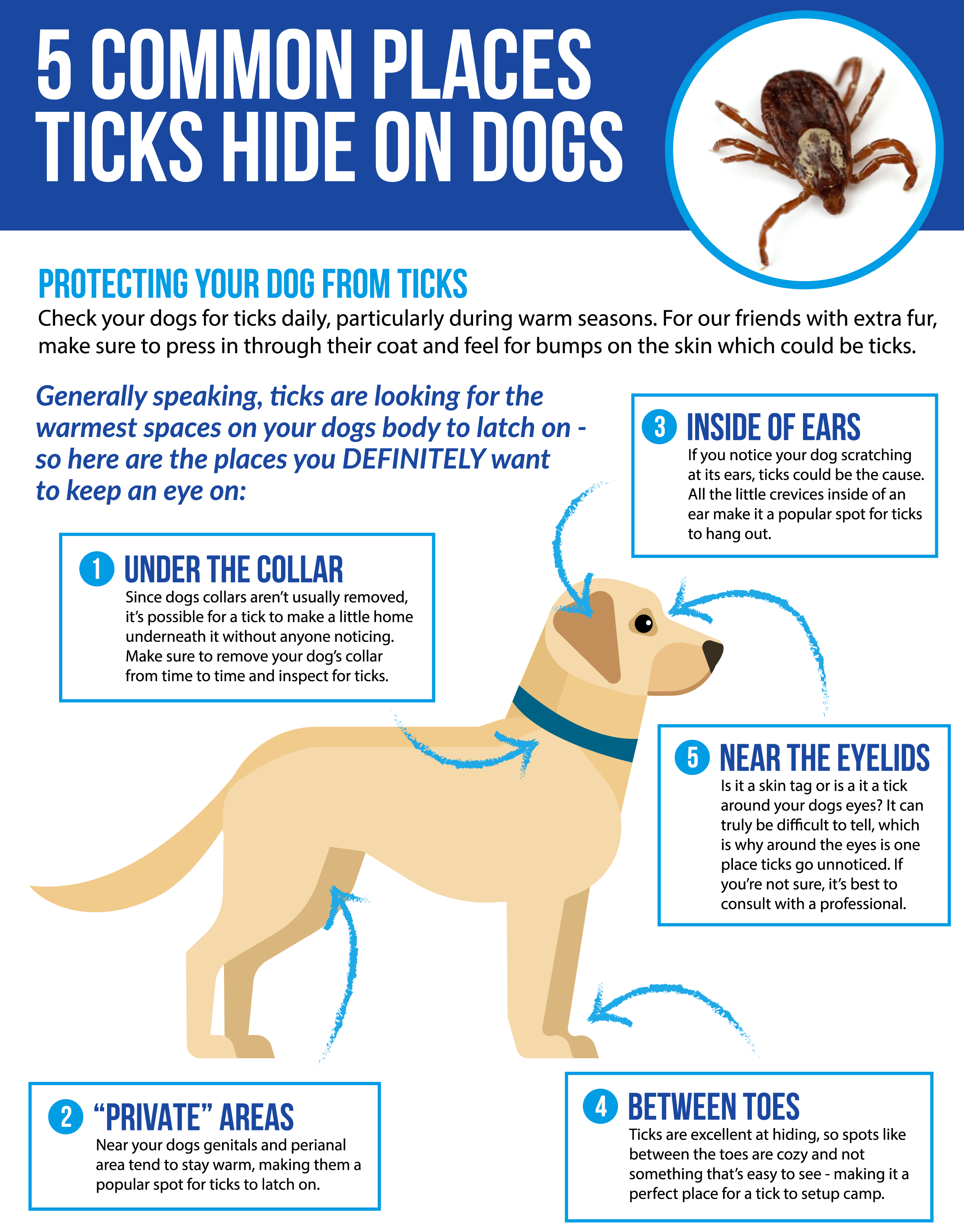 How To Protect Your Pet From Ticks and Lyme Disease