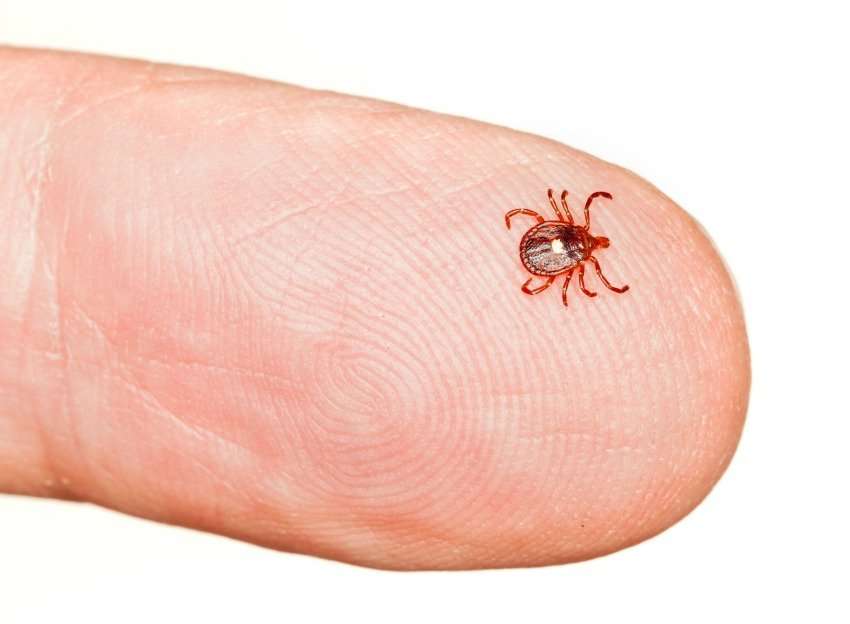 Interior Health Warns Residents about Ticks
