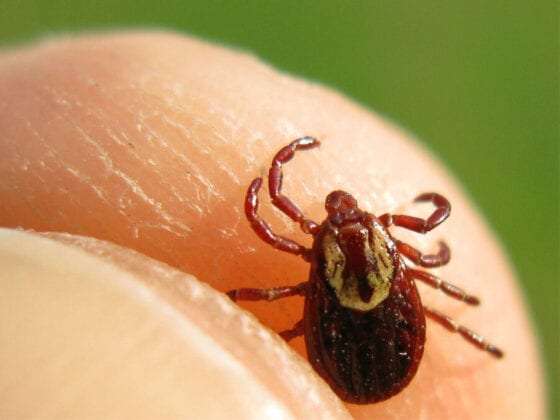 Its Tick Season: Do You Know the Symptoms of Lyme Disease ...