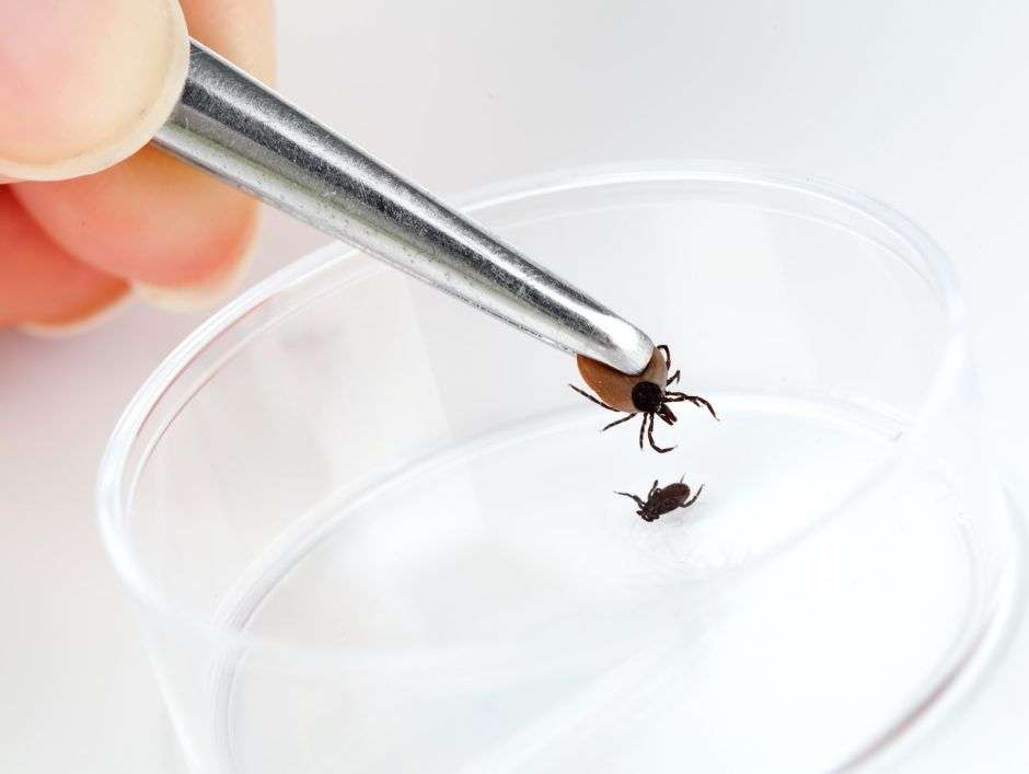 Lyme Disease Funding Amendment Passes Senate, Will ...