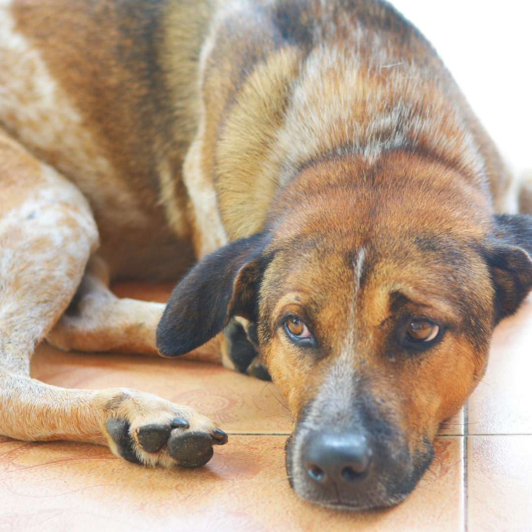 Lyme Disease in Dogs: Common Symptoms